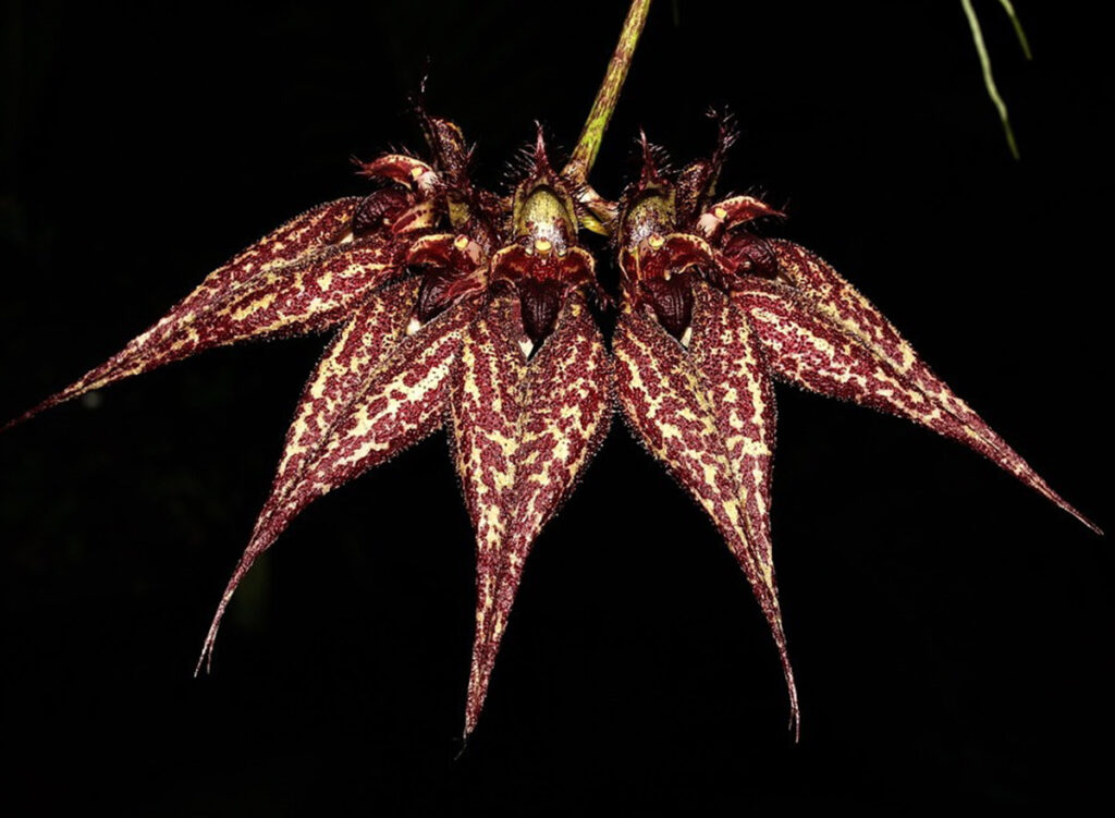 Bulbophyllum Crownpoint Orquid Rio Emanuel