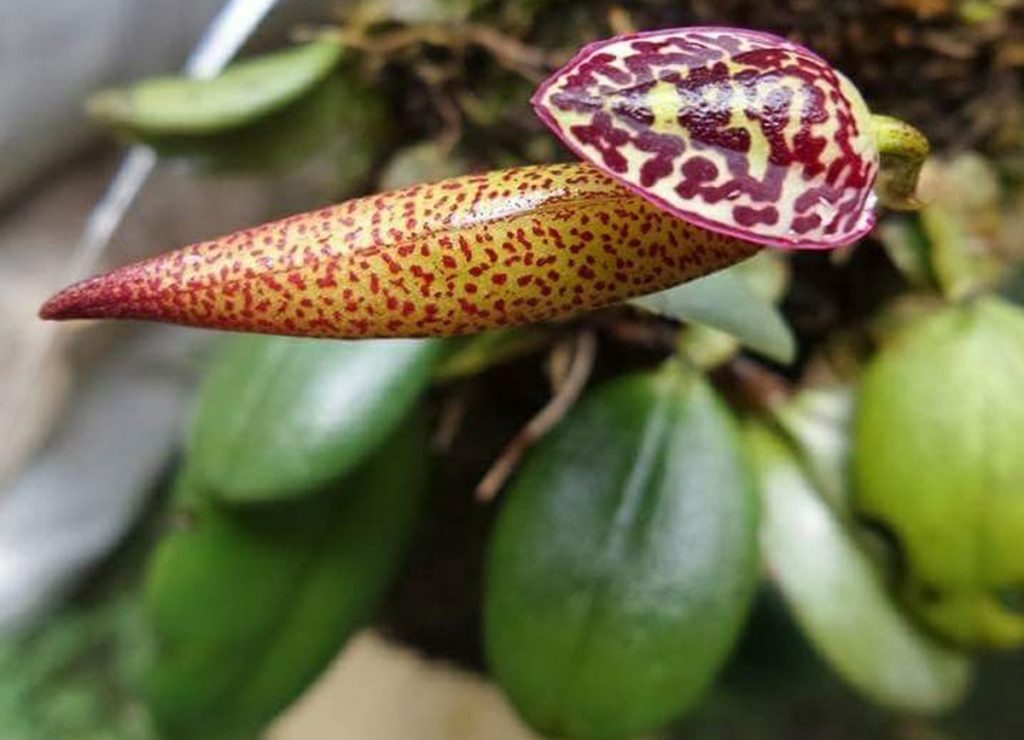 Bulbophyllum scotinochiton Orquidário Emanuel