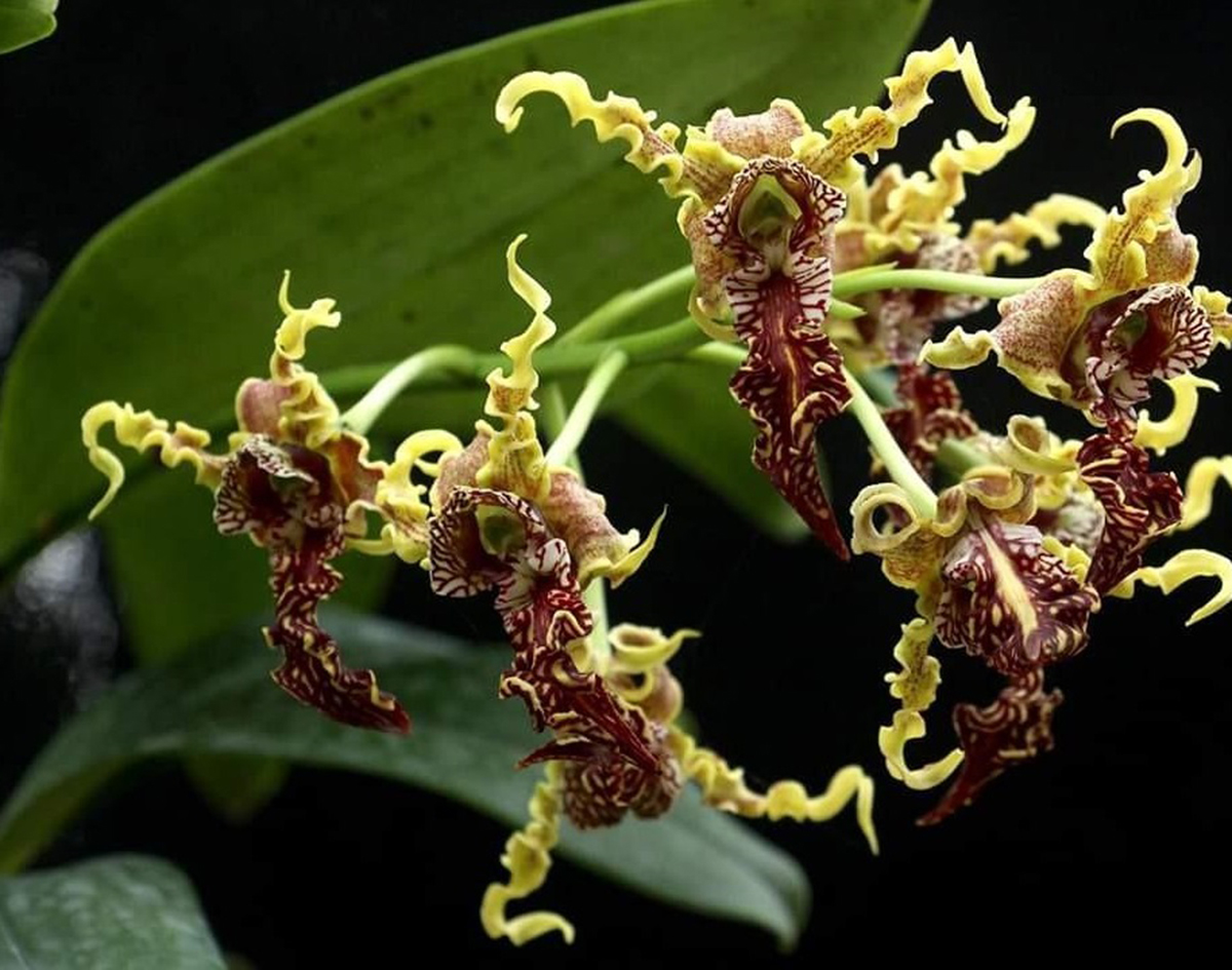  Dendrobium spectabile  Orquid rio Emanuel